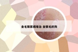 金毛銀屑病難治 金銀毛的狗
