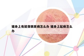 豬身上有就像銀屑病怎么辦 豬身上起癬怎么辦