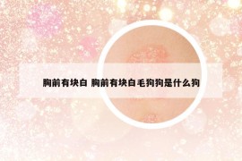 胸前有塊白 胸前有塊白毛狗狗是什么狗